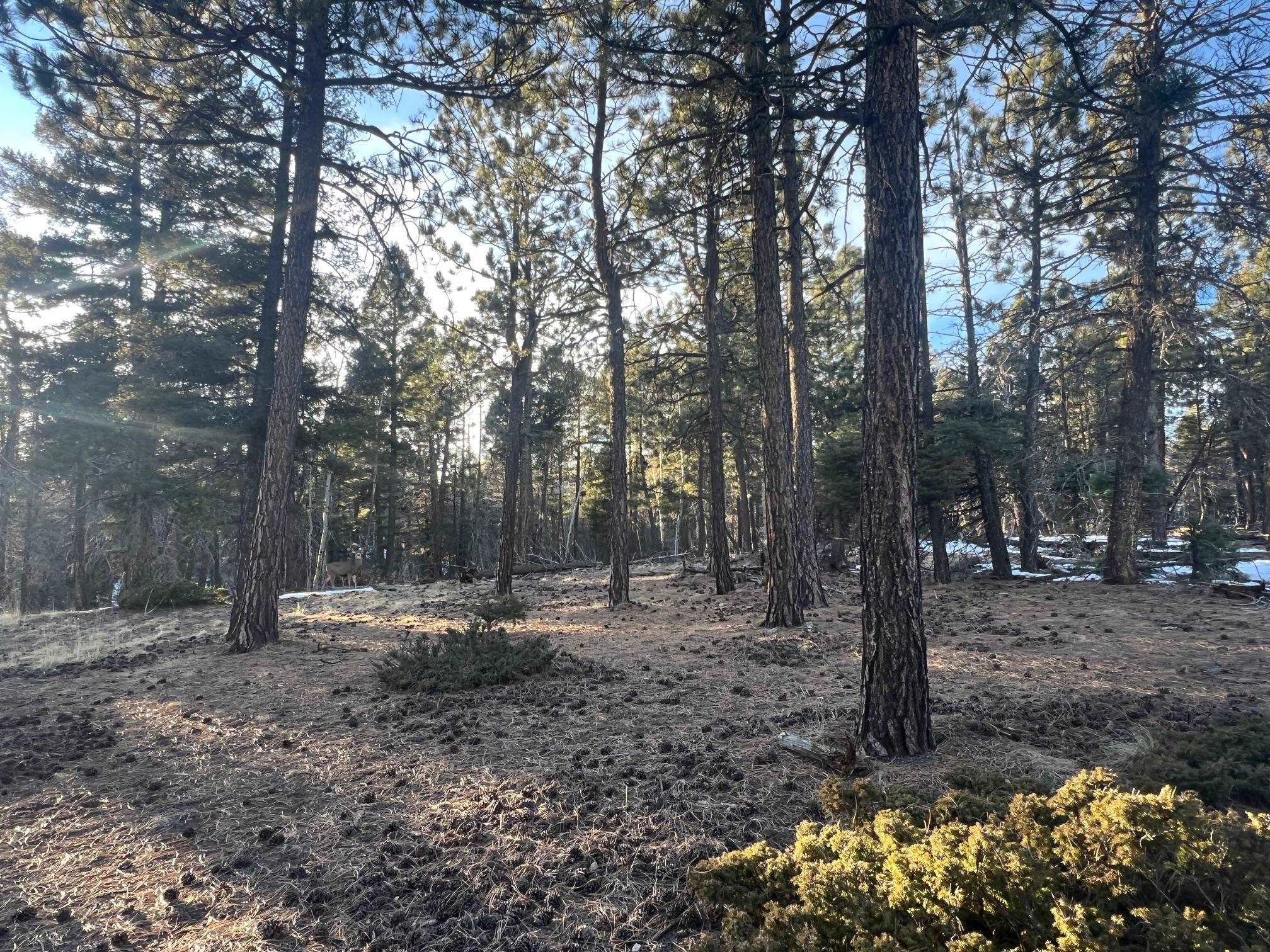 Image for lot 352 Vail Loop